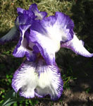 Iris - Vilkdalgis - Bold Print